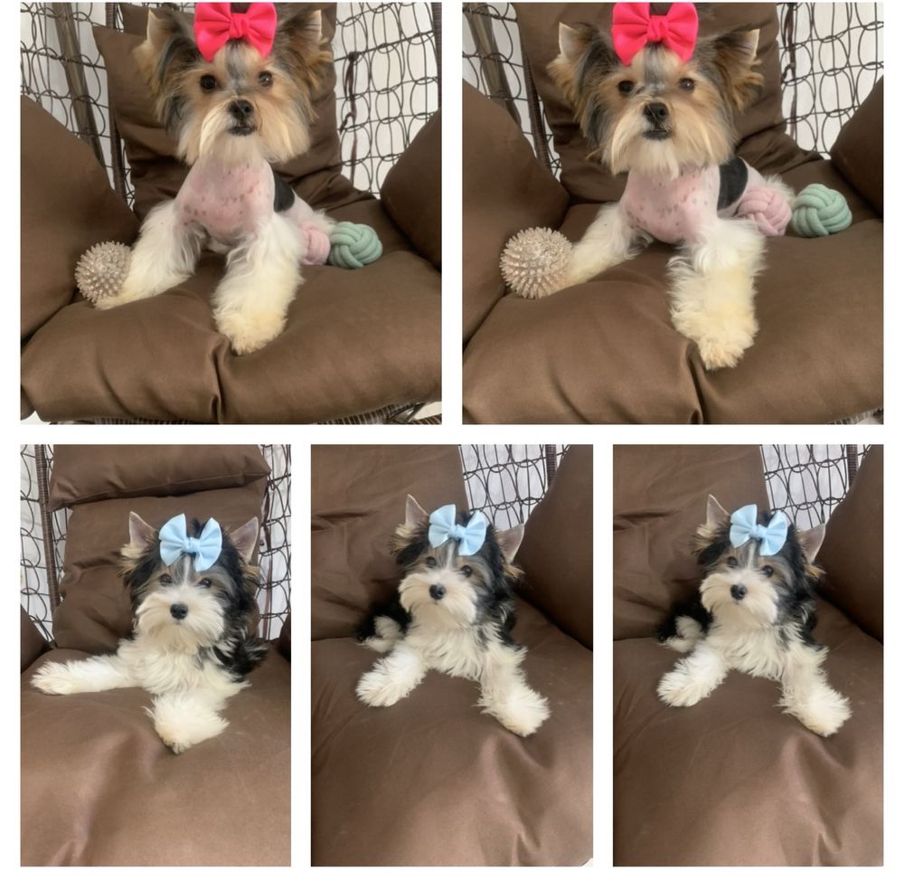 Бивер териер с Родословие /Biewer terrier / Йоркширски териер ,Йорки