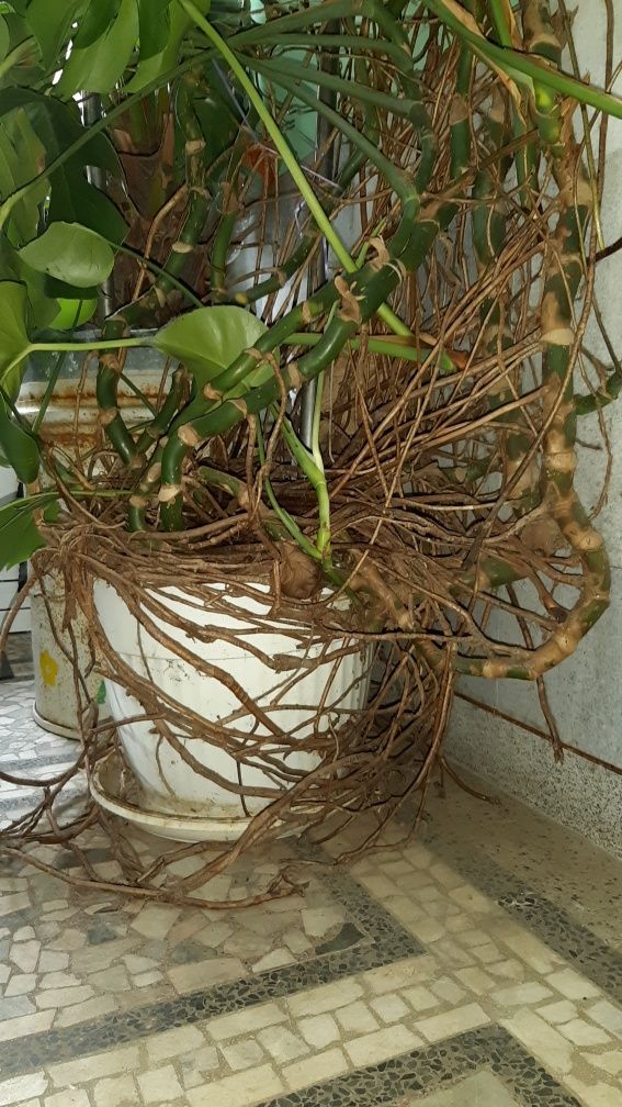 Филодендрон, Philodendron