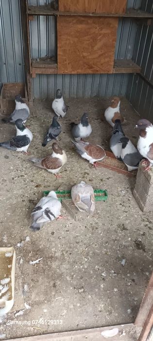 Strașeri talie mare ,diferite culori .