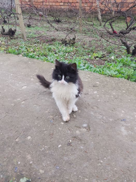 Подаряват се  котенца