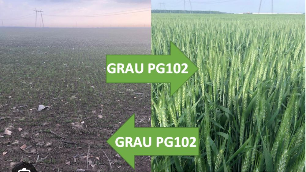 Vând samânta grâu PG 102 tratata cu insecticid fungicid - 1,5 lei/kg.