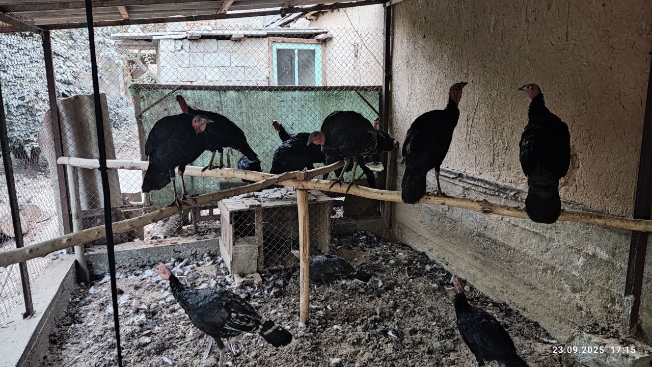 Куркалар сотилади домашний соглом бакуват