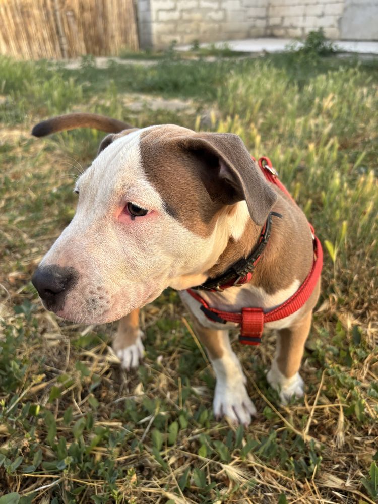 Vand american bully