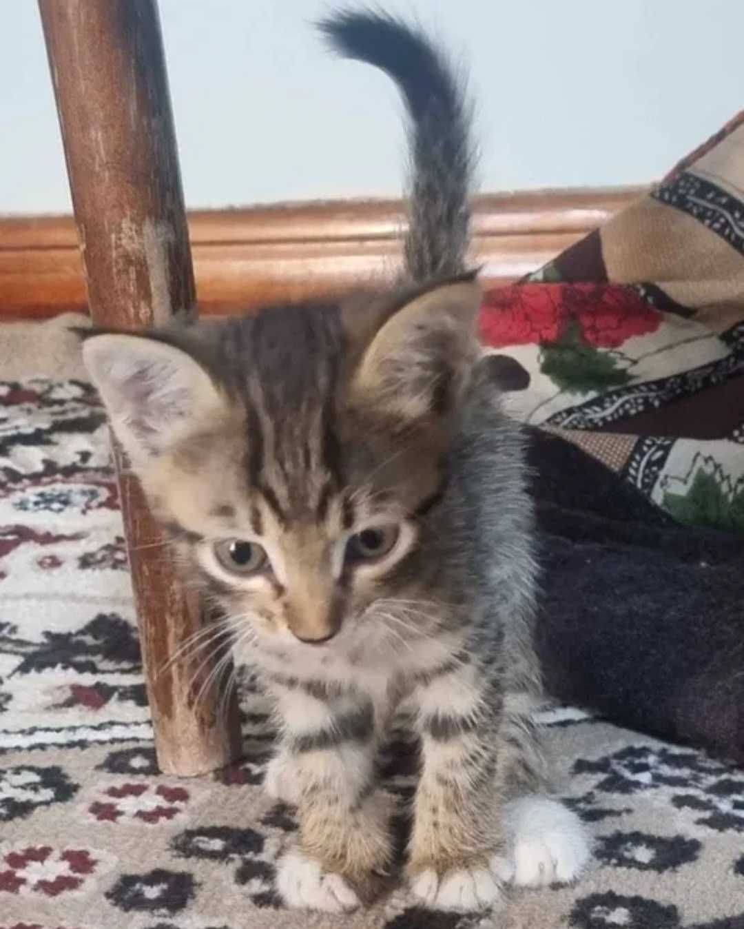 Домашние котята.