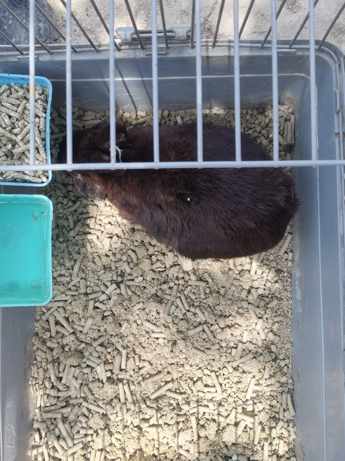 Karlik quyon qafasi bilan sotiladi