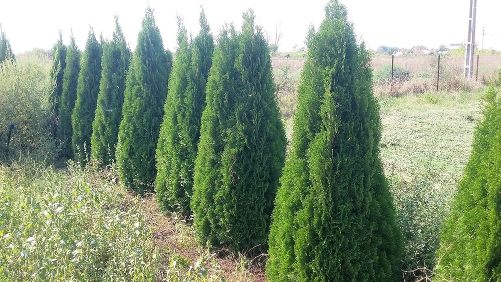 Tuia smaragd, leylandii, columnaris, brabant, gard viu