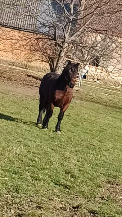 Vând mânz de doii anii