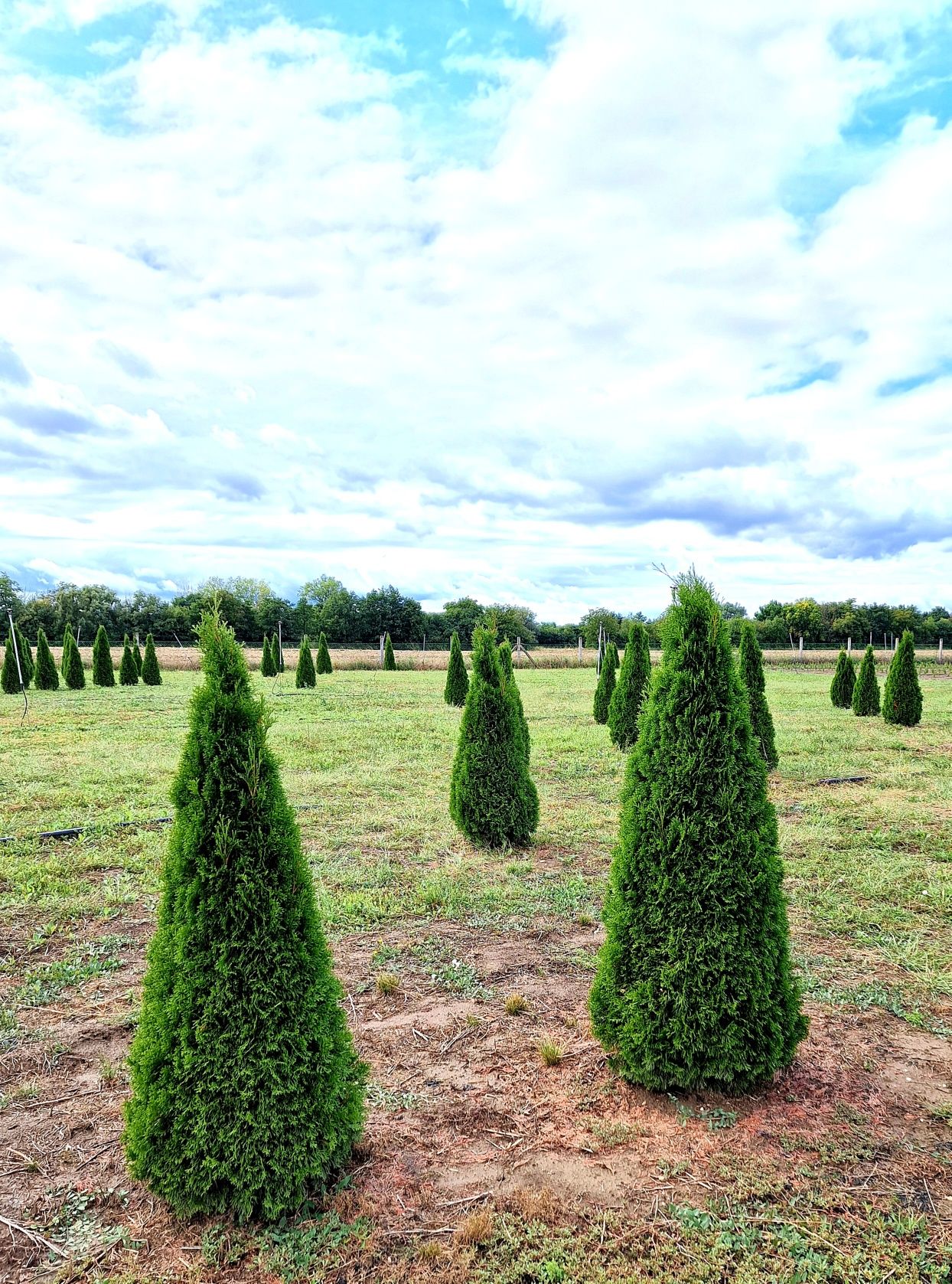 Vand tuia smaragd, leylandii, columnaris etc