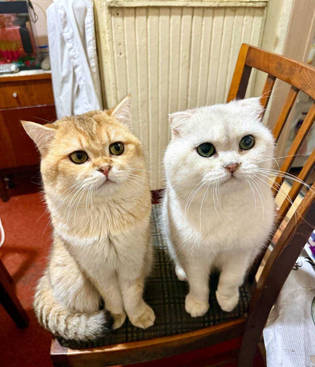 Вязка коты Шиншиллы