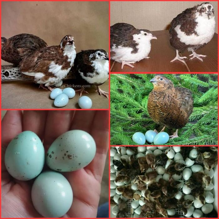 Seladon Bedanasi Ko'k rangda tuxum beradi