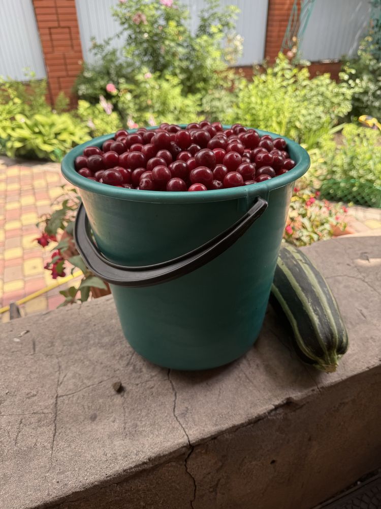 Продам смородину красную и вишню