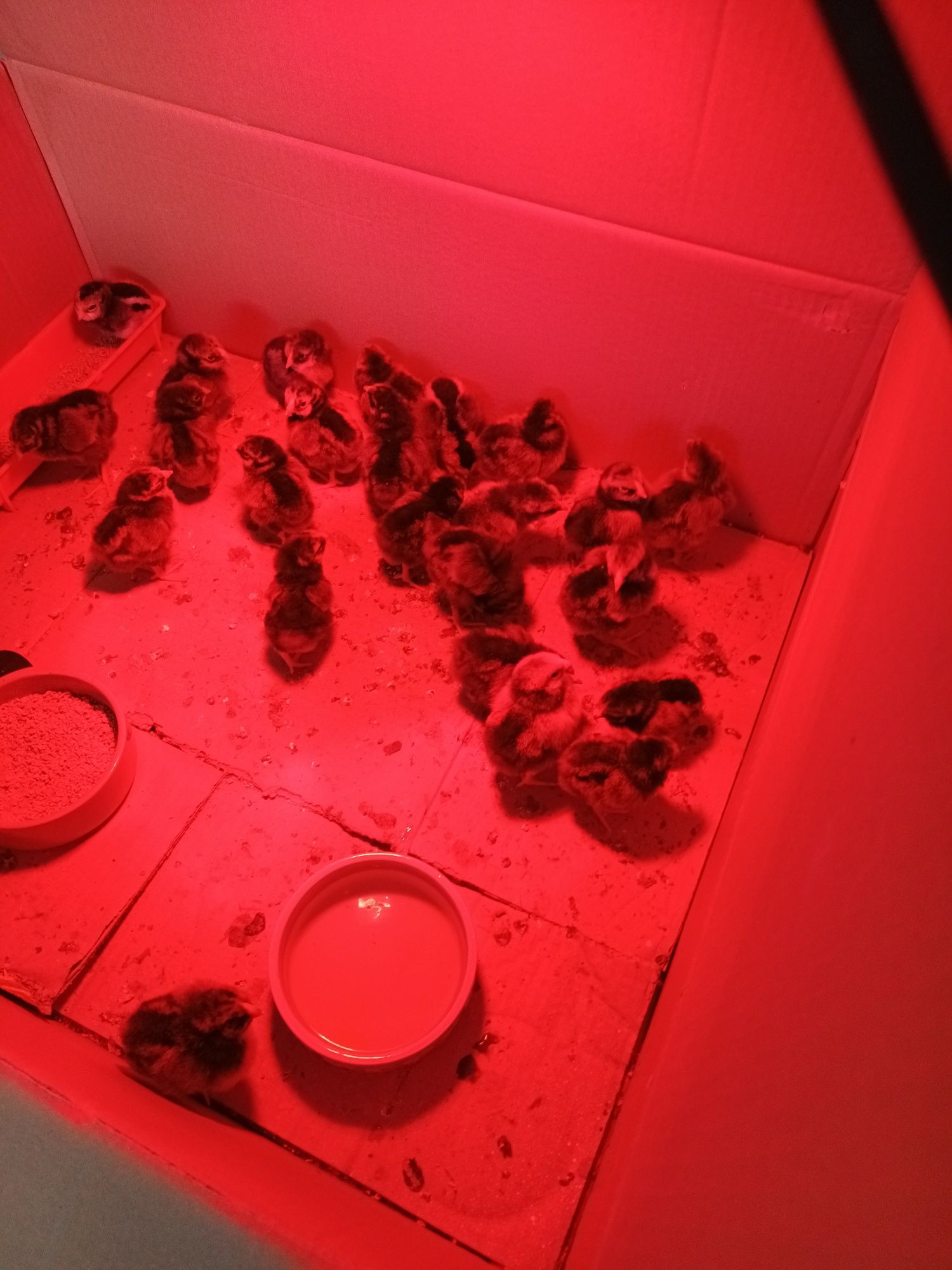 Pui și familie găini Wiandotte