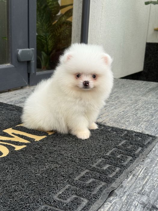 Pomeranian baiat alb