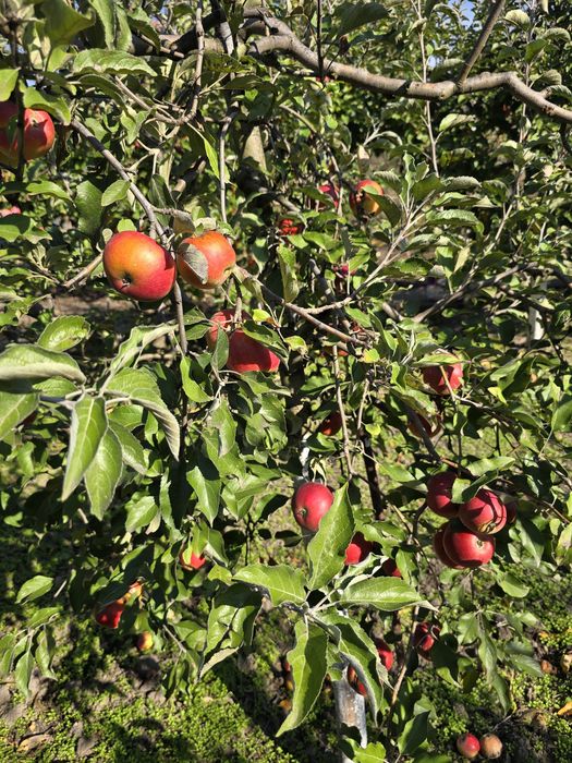 De vanzare loc de casa cu livada in sat Ghizdaru Giurgiu