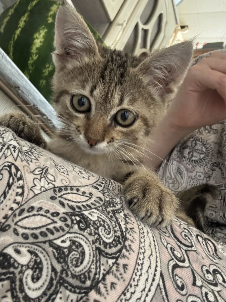 Мальчик котенок СРОЧНО!