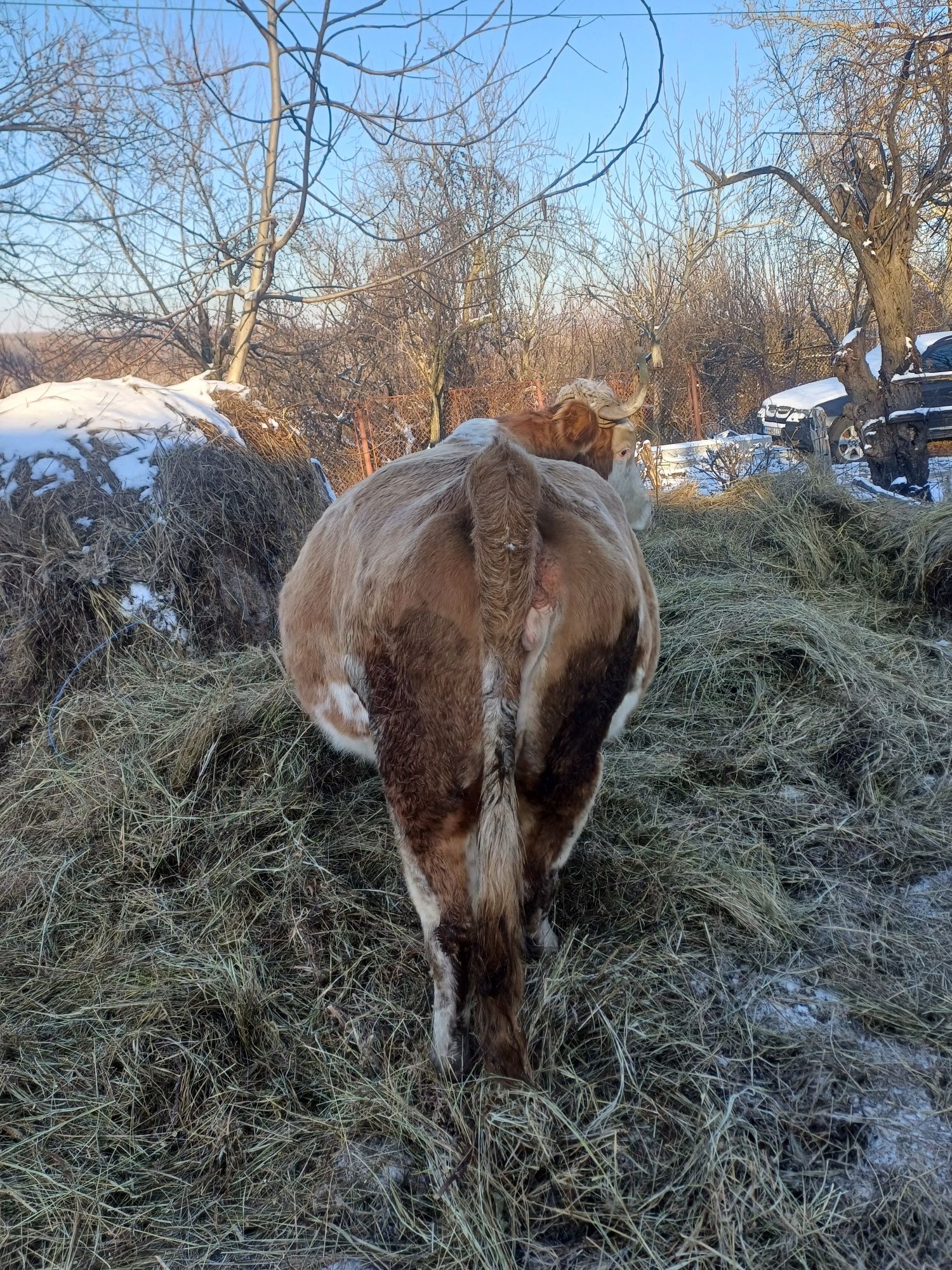 Vaca gestanta baltata