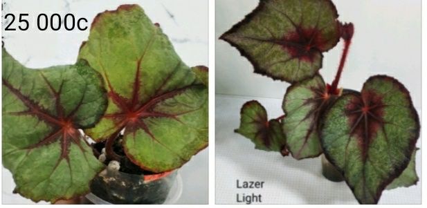 Молоденькие бегонии.