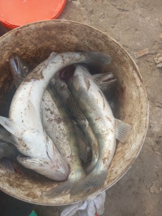 Нппримоооироогшшщщ