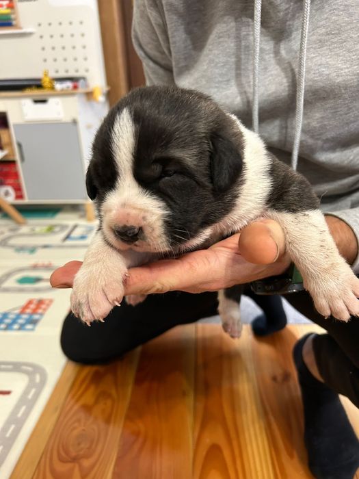 Catei din Kangal si Ciobanesc de Asia Centrala