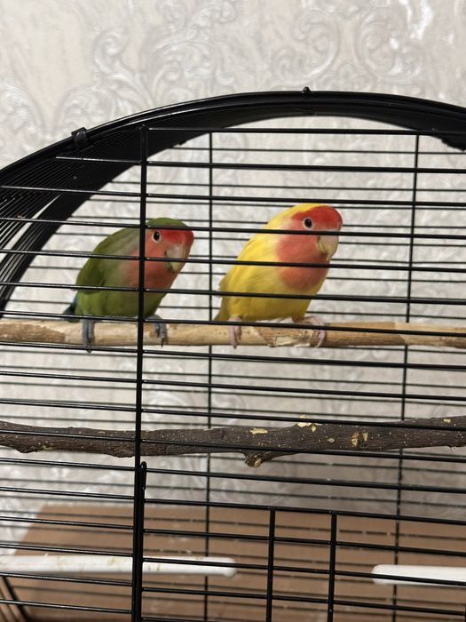 Попугай неразлучник пара