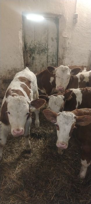 Vand vitei baltata românească