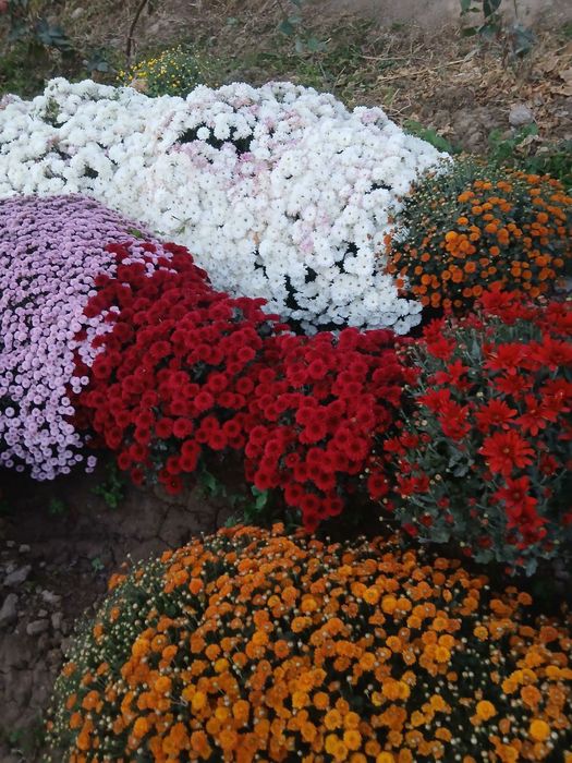 Цветы глобус для сада