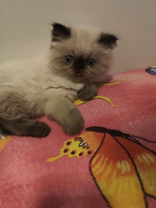 Pui pisică British Longhair