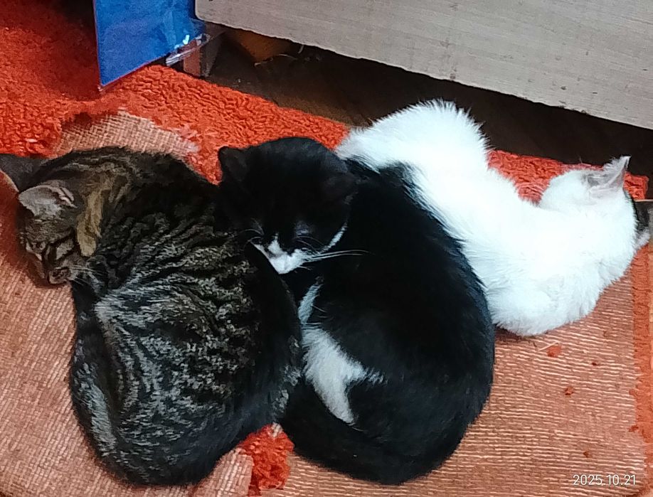 Отдам котят. Воспитанные. К горшку приучены