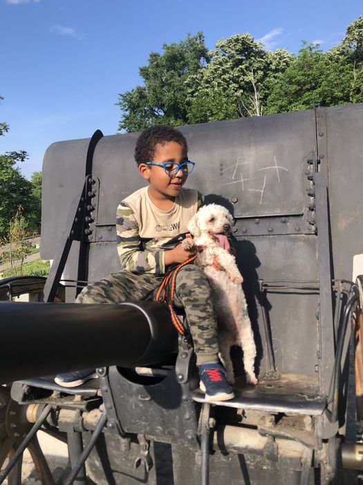 Cazare animalute de companie