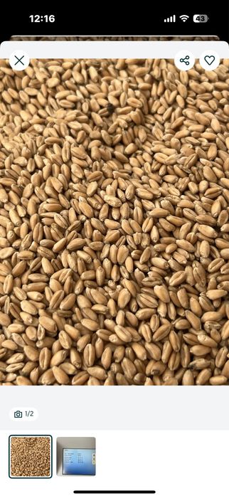 Vand grâu productia 2025