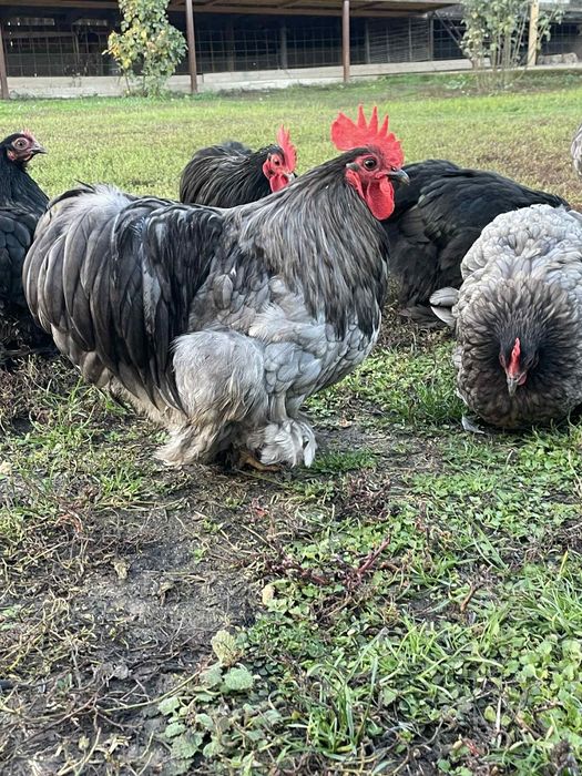 Vând găini Cochinchina pitice