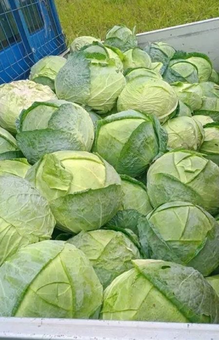 Vand Varza de buzau