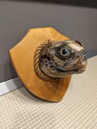 Trofeu din cap de broască țestoasă oceanică
