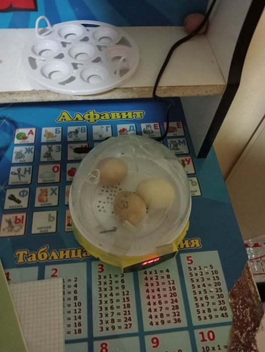 Inkubat sotiladi 7ta lik