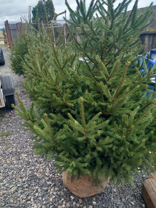 Brad verde(Picea Abies)