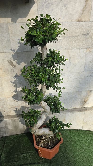 Бонсай 160 см. Бонсай высокий. Бонсай для дома. Бонсай в подарок.