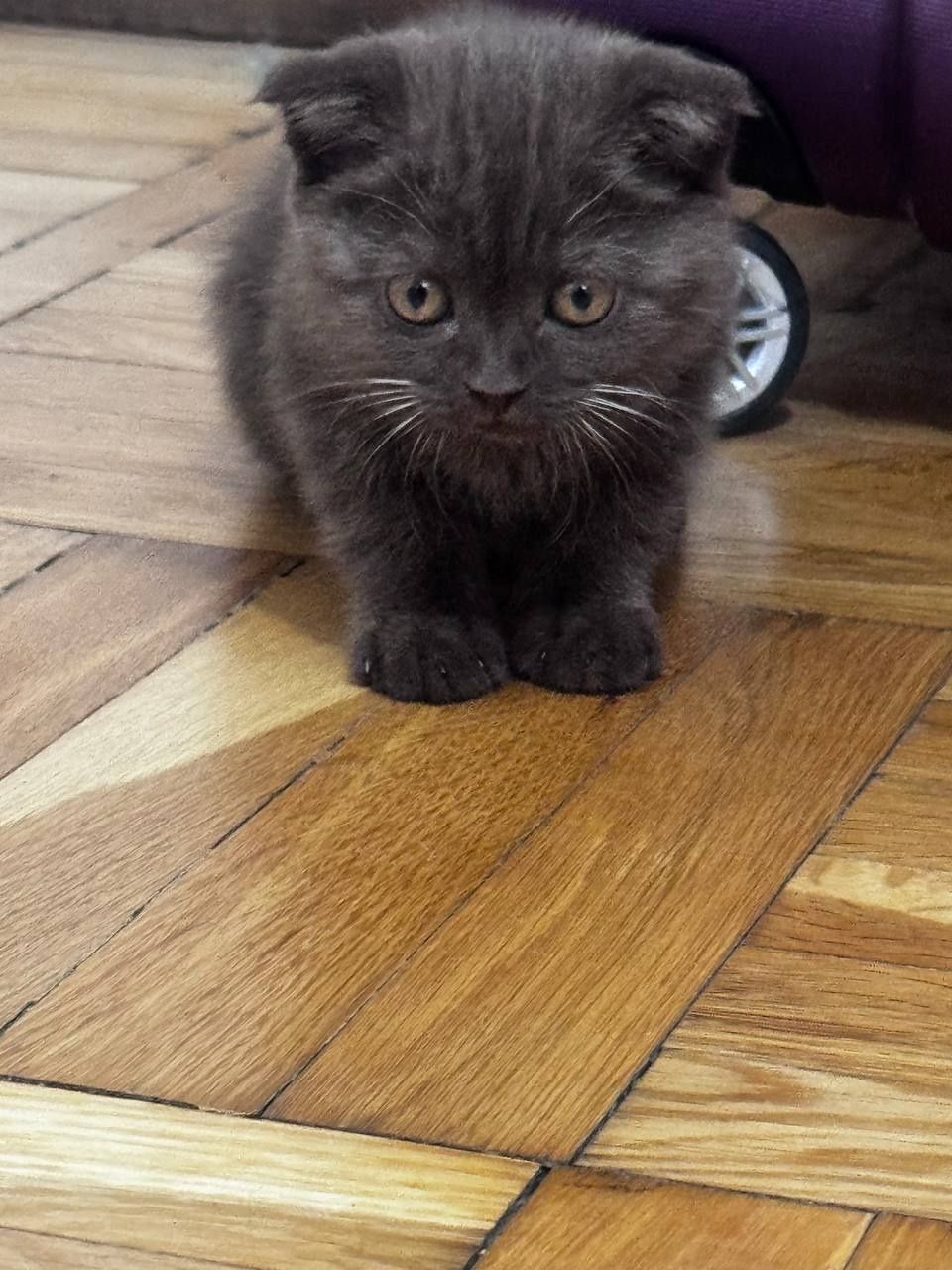 Scottish fold,Qiz bola,Nebula ! Скоттиш Фолд !