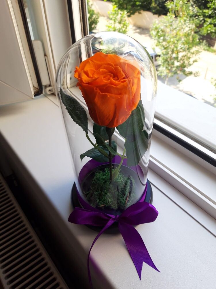 Trandafir criogenat portocaliu ideal pt cadou