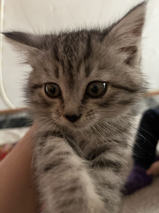 Отдам котенка даром