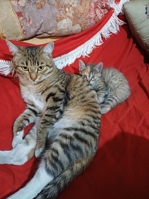 Котятки в добрые руки