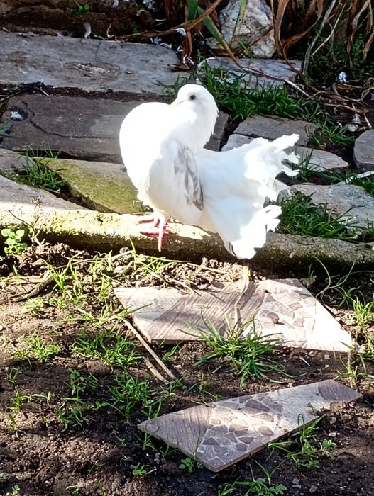 Гълъби фенерлия декорация