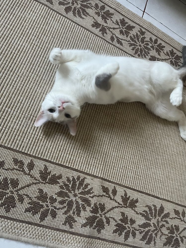 Pentru adoptie adorabila pisicuta Kitty