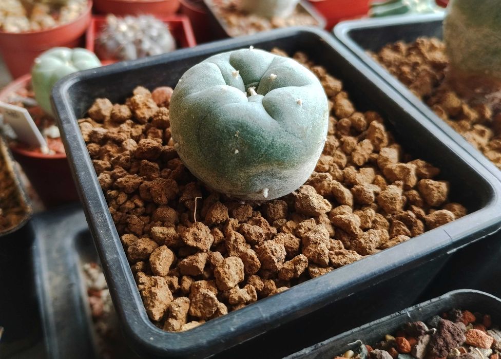 Кактуси и сукуленти, ценни видове, колекционерски екземпляри.