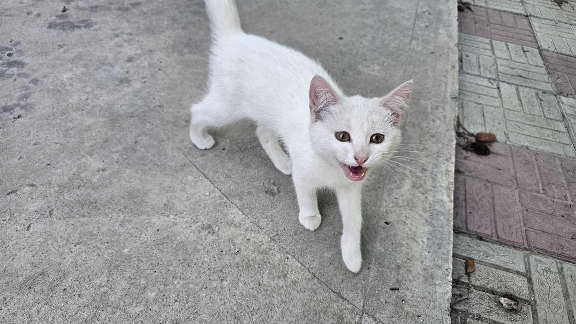 Отдам бесплатно котят