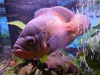 Риба Астронотус с меден цвят