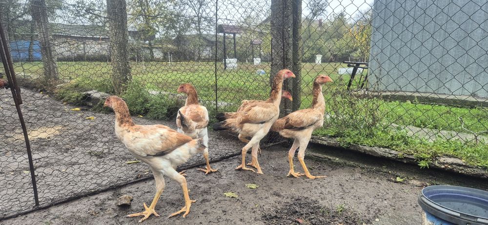 Perechi combatant malaez