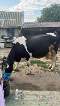 Vand vaca Holstein