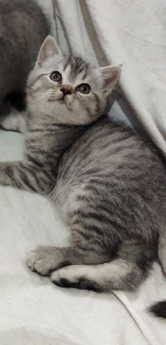 Шотландские котята !