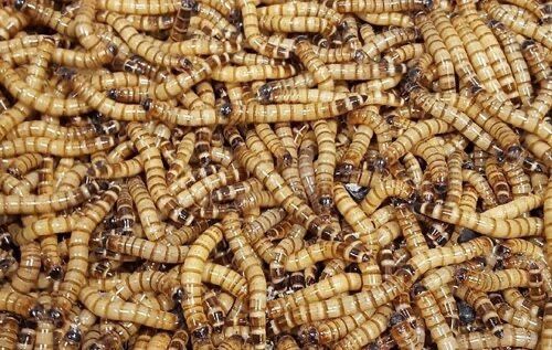 Продам живой корм зофобаса