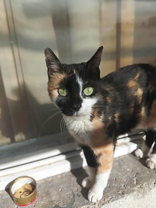 Женско кастрирано котенце с паспорт, ваксини и изследвания търси дом!